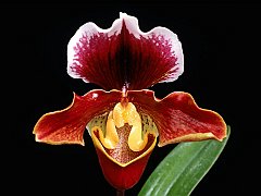 Paphiopedilum, Japan